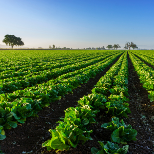 Agriculture
