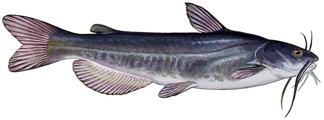 Cat Fish